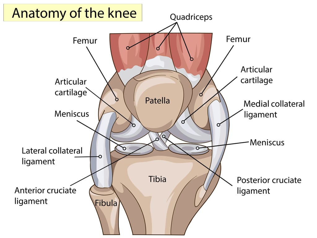 anatomy of the knee explanation